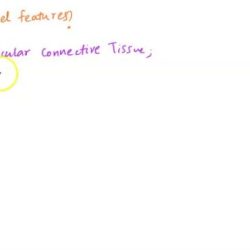 Classification of tissues review sheet