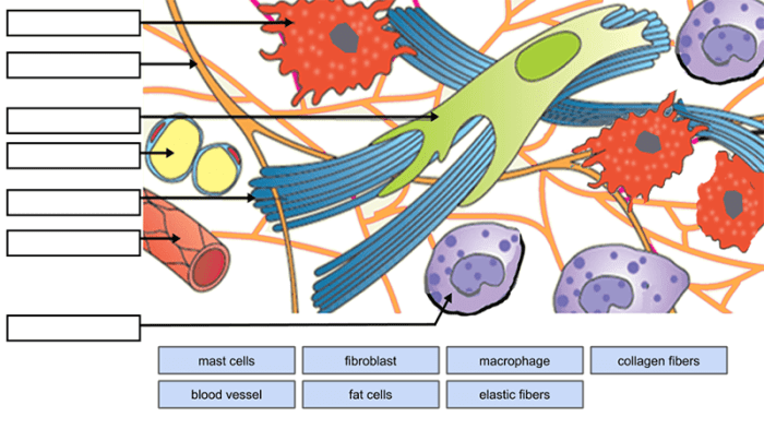 Connective tissue matrix worksheet answers