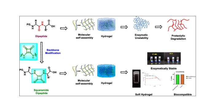 Acids identify dipeptide amino following names solution