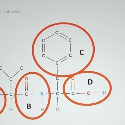 Identify the sidechain in the dipeptide