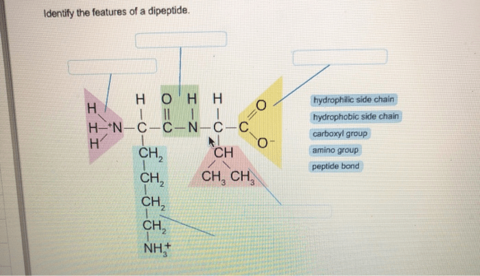 Protein chapter structure