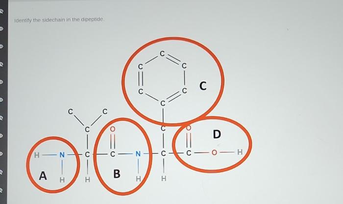 Identify the sidechain in the dipeptide