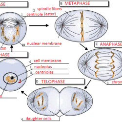 Cell cycle and mitosis worksheet answer key