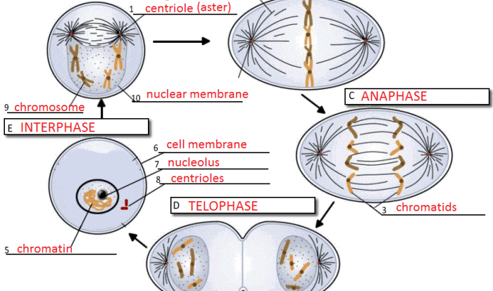 Cell cycle and mitosis worksheet answer key