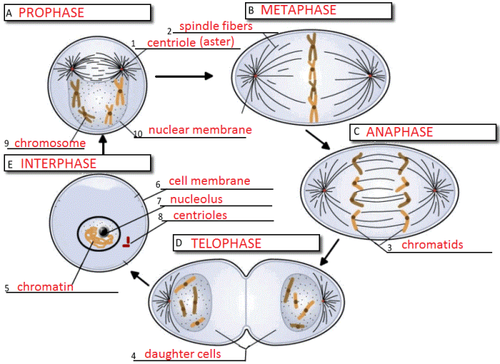 Cell cycle and mitosis worksheet answer key