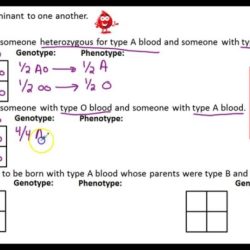 Multiple alleles blood sisters amoeba key answer types abo type subject
