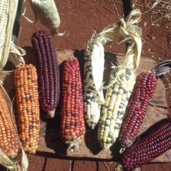 How early was corn planted in what is now arizona