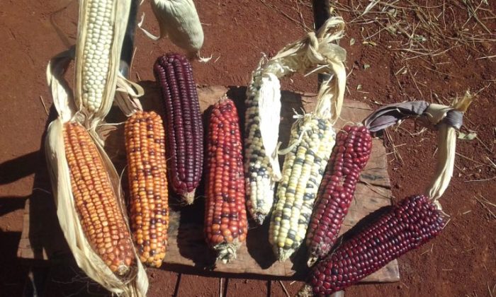 How early was corn planted in what is now arizona